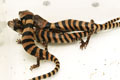 Cyclodomorphus (Tiliqua) gerrardii